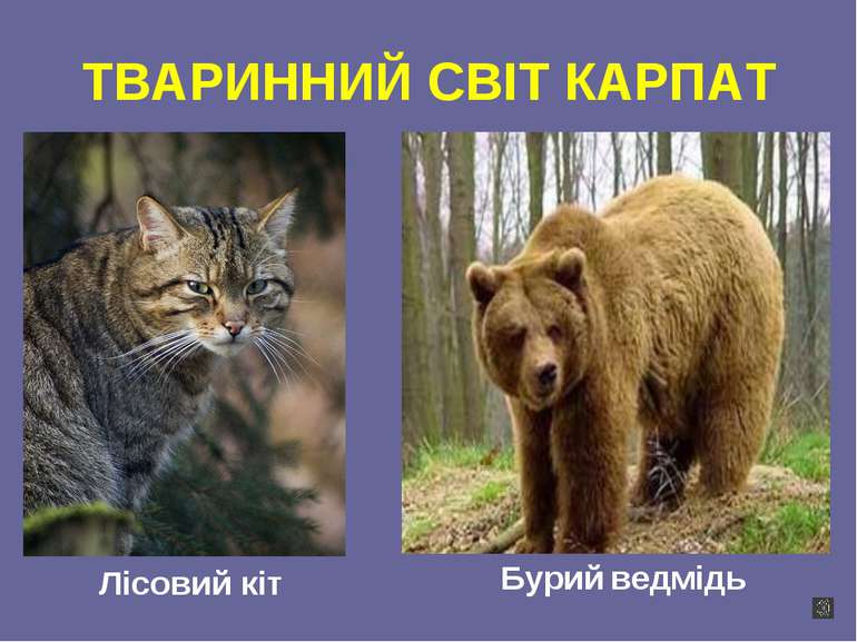 ТВАРИННИЙ СВІТ КАРПАТ Лісовий кіт Бурий ведмідь