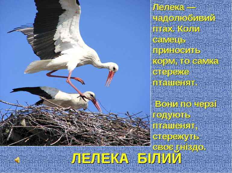 Лелека — чадолюбивий птах. Коли самець приносить корм, то самка стереже пташе...