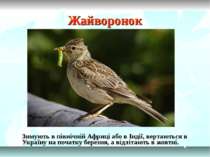 Жайворонок Зимують в північній Африці або в Індії, вертаються в Україну на по...