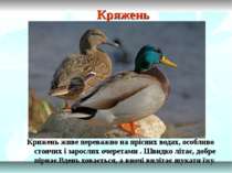 Кряжень Крижень живе переважно на прісних водах, особливо стоячих і зарослих ...