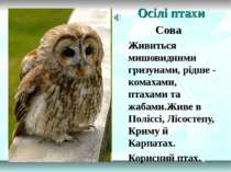 Осілі птахи Сова Живиться мишовидними гризунами, рідше - комахами, птахами та...