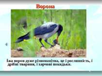 Ворона Їжа ворон дуже різноманітна, це і рослинність, і дрібні тварини, і хар...