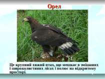 Орел Це крупний хижий птах, що мешкає в змішаних і широколистяних лісах і пол...