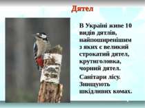 Дятел В Україні живе 10 видів дятлів, найпоширенішим з яких є великий строкат...