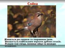 Сойка Живиться рослинною та тваринною їжею. Вважається найбільшим ворогом дрі...