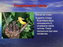 Розмноження птахів Майже всі птахи будують гнізда. Відклавши яйця, насиджують...