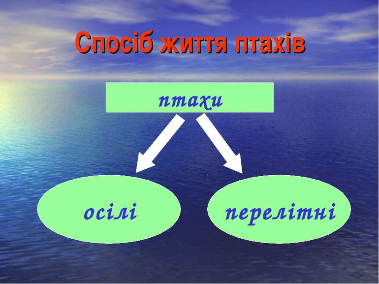 Спосіб життя птахів перелітні осілі птахи