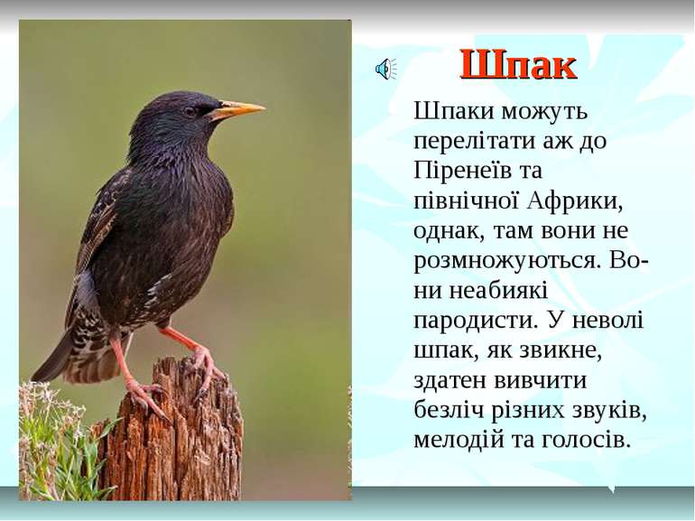 Шпак Шпаки можуть перелітати аж до Піренеїв та північної Африки, однак, там в...