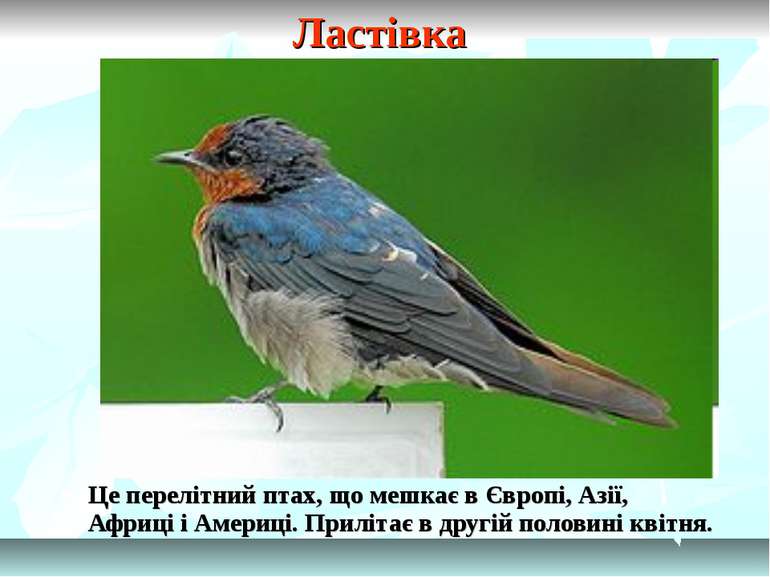 Ластівка Це перелітний птах, що мешкає в Європі, Азії, Африці і Америці. Прил...