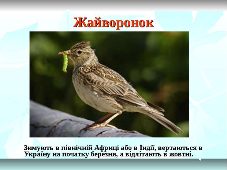 Жайворонок Зимують в північній Африці або в Індії, вертаються в Україну на по...