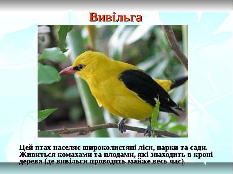 Вивільга Цей птах населяє широколистяні ліси, парки та сади. Живиться комахам...