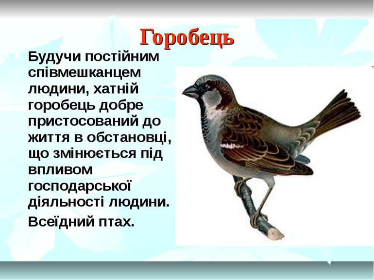 Горобець Будучи постійним співмешканцем людини, хатній горобець добре пристос...