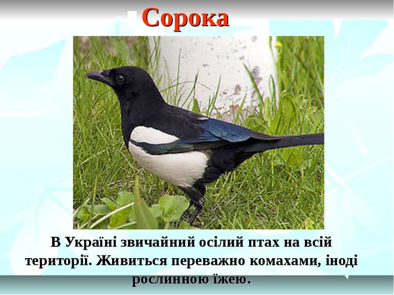 В Україні звичайний осілий птах на всій території. Живиться переважно комахам...