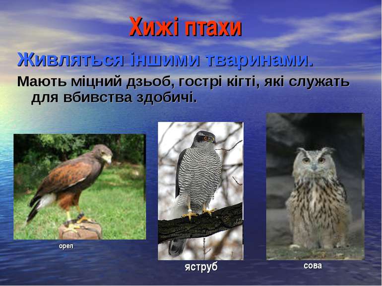 Хижі птахи Живляться іншими тваринами. Мають міцний дзьоб, гострі кігті, які ...