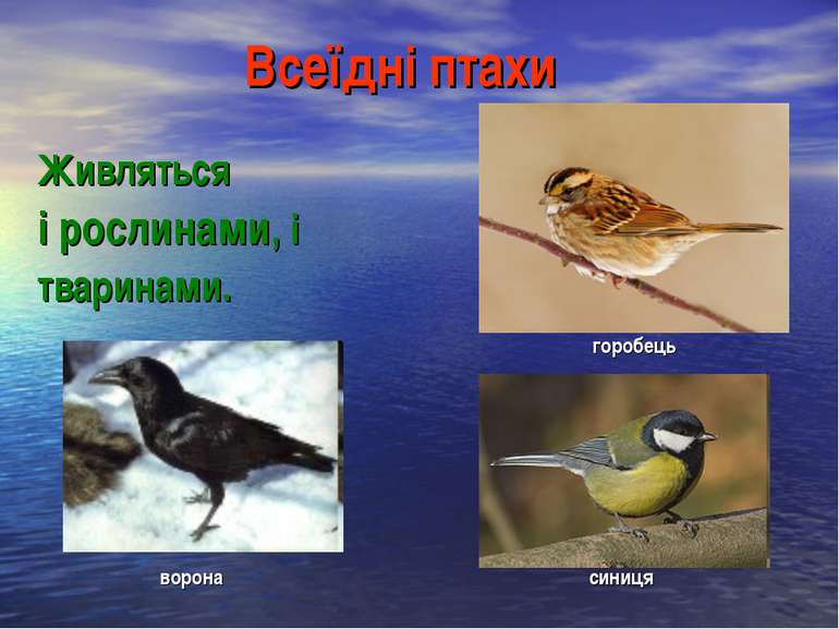 Всеїдні птахи Живляться і рослинами, і тваринами. горобець ворона синиця