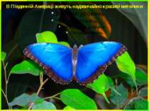 В Південній Америці живуть надзвичайно красиві метелики