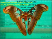 Найбільший метелик у світі - АTTACUS ATLAS. Довжина його крил 25-30см
