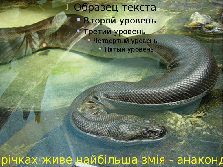 У річках живе найбільша змія - анаконда