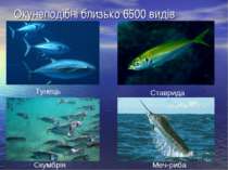 Окунеподібні близько 6500 видів Тунець Скумбрія Ставрида Меч-риба