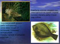 Чорноморський дракон – риба небезпечна, вона живе на дні. У колючому плавнику...