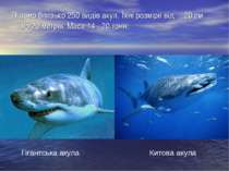 Відомо близько 250 видів акул. Їхні розміри від 20 см до 20 метрів. Маса 14 -...