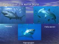 Небезпечні для життя акули Тигрова Риба-молот Кархародон