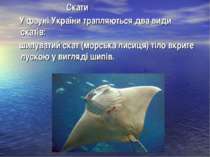Скати У фауні України трапляються два види скатів: шипуватий скат (морська ли...