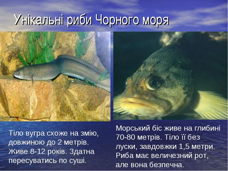 Унікальні риби Чорного моря Тіло вугра схоже на змію, довжиною до 2 метрів. Ж...