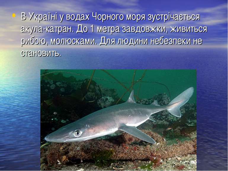 В Україні у водах Чорного моря зустрічається акула-катран. До 1 метра завдовж...