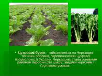 Цукровий буряк - найважливіша на Черкащині технічна рослина, сировинна база ц...