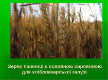Зерно пшениці є основною сировиною для хлібопекарської галузі