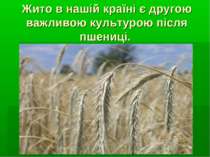 Жито в нашій країні є другою важливою культурою після пшениці.