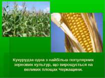 Кукурудза одна з найбільш популярних зернових культур, що вирощується на вели...