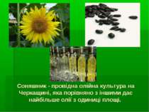 Соняшник - провідна олійна культура на Черкащині, яка порівняно з іншими дає ...