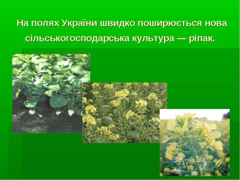 На полях України швидко поширюється нова сільськогосподарська культура — ріпак.