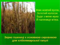 Зерно пшениці є основною сировиною для хлібопекарської галузі Маю жовтий вусо...