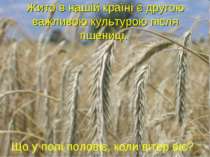 Що у полі половіє, коли вітер віє? Жито в нашій країні є другою важливою куль...