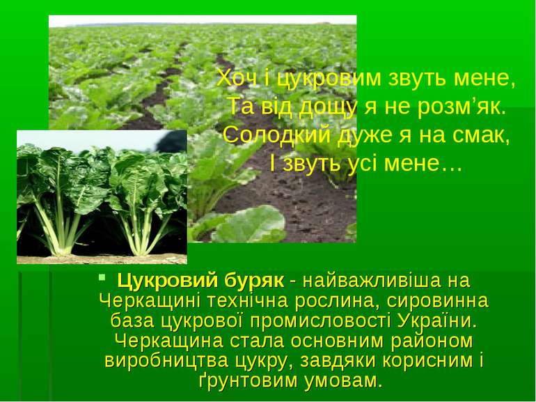 Цукровий буряк - найважливіша на Черкащині технічна рослина, сировинна база ц...