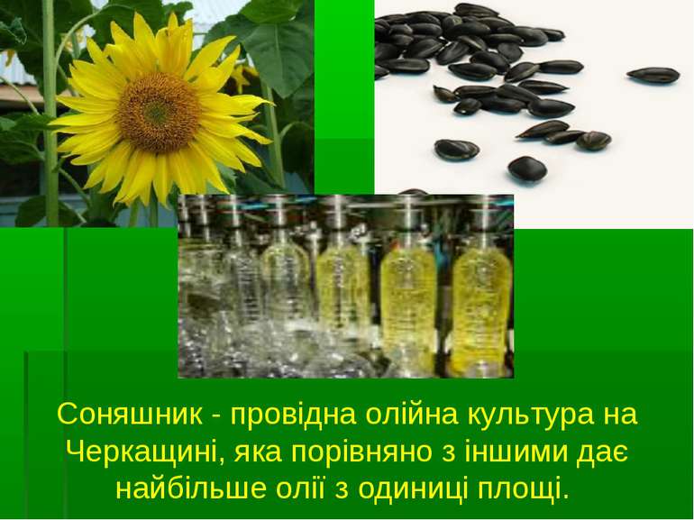 Соняшник - провідна олійна культура на Черкащині, яка порівняно з іншими дає ...