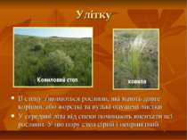 Улітку В степу з'являються рослини, які мають довге коріння, або жорсткі та в...