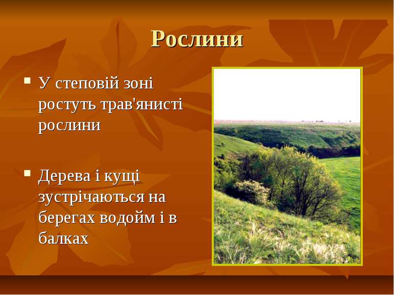 Рослини У степовій зоні ростуть трав'янисті рослини Дерева і кущі зустрічають...