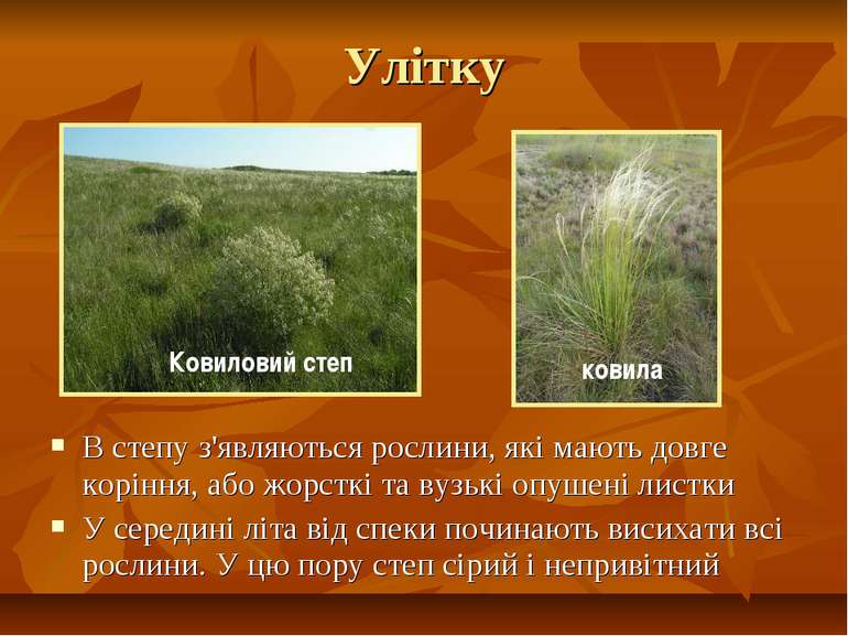 Улітку В степу з'являються рослини, які мають довге коріння, або жорсткі та в...