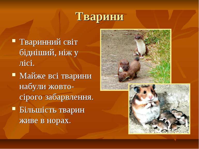 Тварини Тваринний світ бідніший, ніж у лісі. Майже всі тварини набули жовто-с...