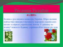 Рослини України КАЛИНА Калина є рослинним символом України. Образ калини найч...