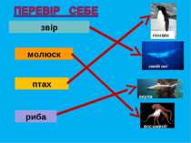 звір птах риба синій кит пінгвін акула молюск восьминіг