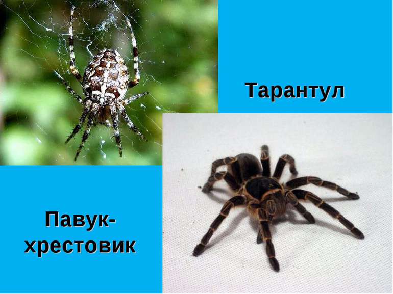 Павук-хрестовик Тарантул