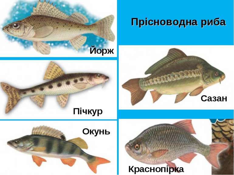Прісноводна риба Йорж Сазан Пічкур Краснопірка Окунь