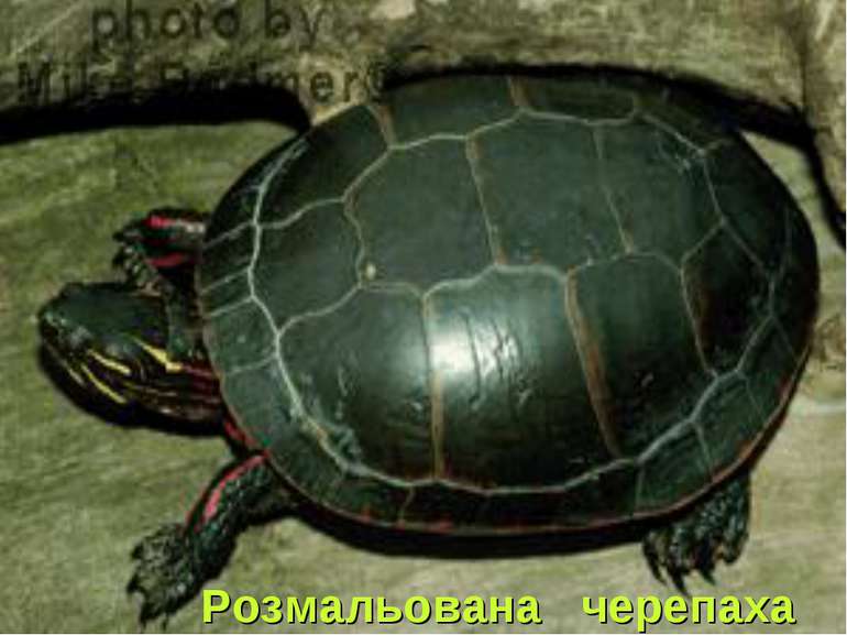 Розмальована черепаха