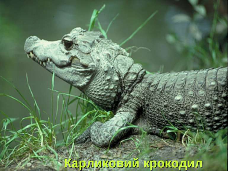 Карликовий крокодил