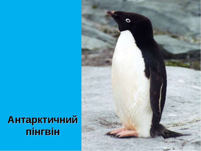 Антарктичний пінгвін
